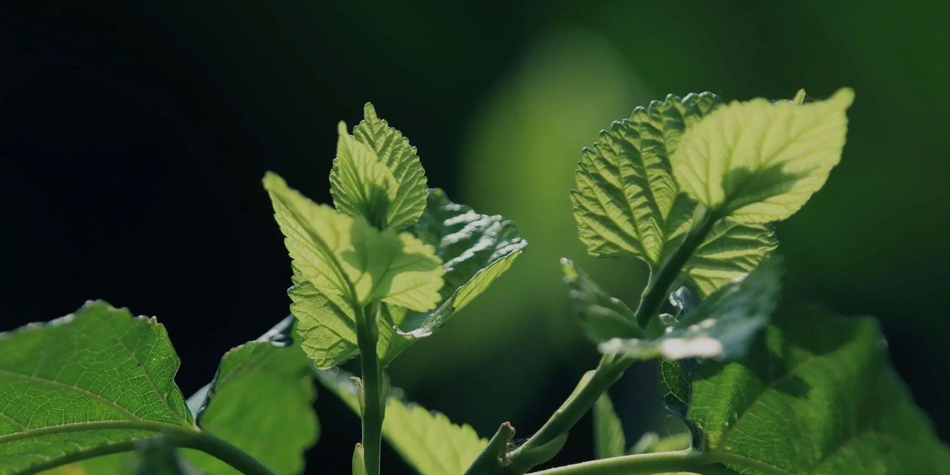 中国·tyc41183太阳成(集团)有限公司-官方网站